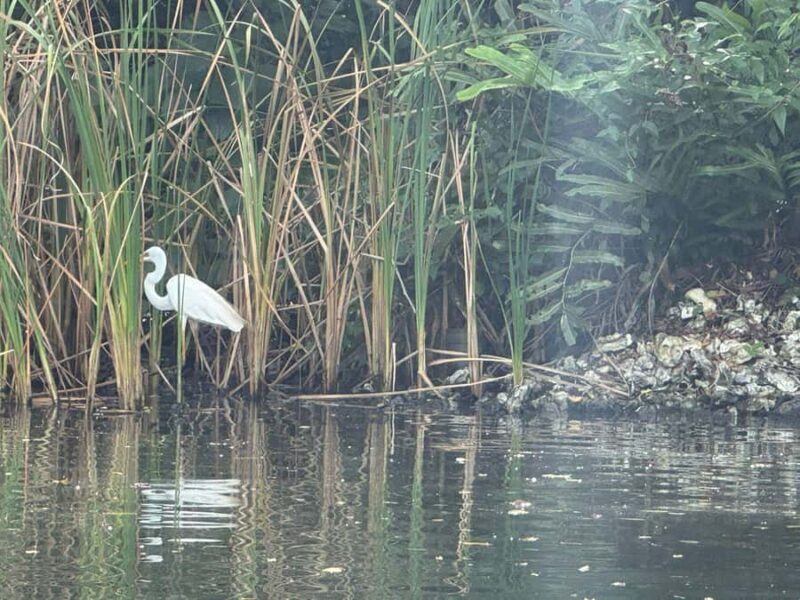 Bentota/Kalutara: Koggala Lake Boat Safari & Kayaking Tour - Good To Know