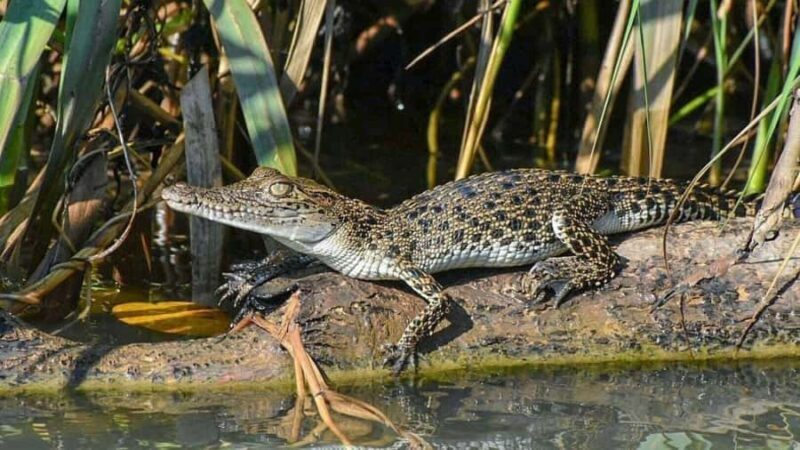 Bentota/Kalutara: Koggala Lake Boat Safari & Kayaking Tour - Final Thoughts