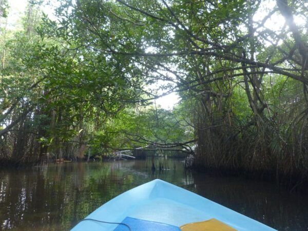 Bentota: Mangrove Lagoon and River Cruise - Whats Included