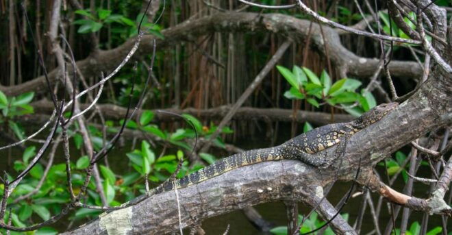 Bentota: Mangrove Lagoon and River Cruise - Native Wildlife and Mangrove Experience