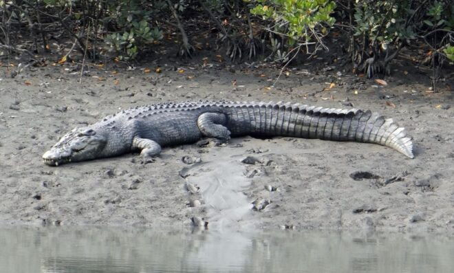 Bentota: Mangrove Lagoon and River Cruise - River Crocodiles and Bird Species