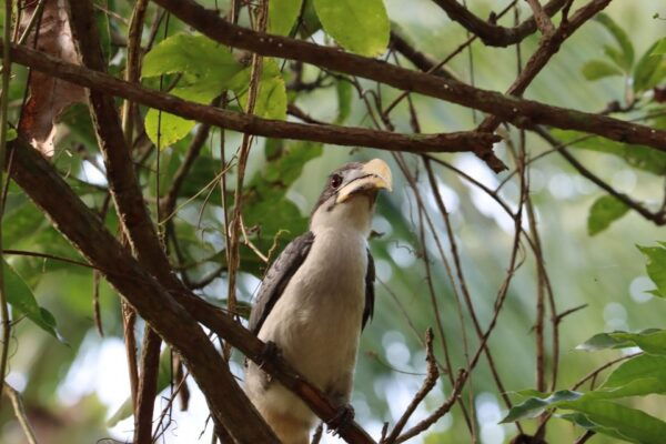 Bentota: Mangrove Lagoon and River Cruise - Inclusions and Exclusions