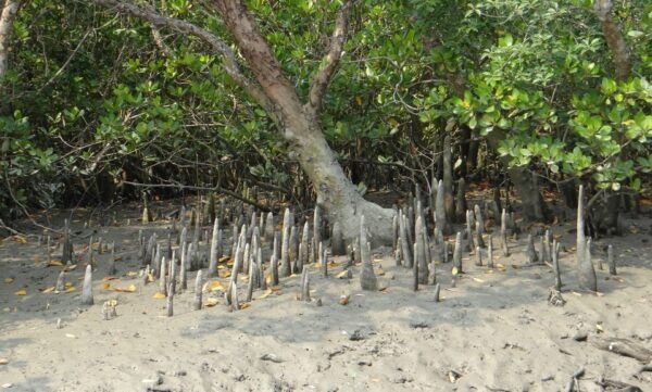 Bentota: Mangrove Lagoon and River Cruise - Not Suitable for Pregnant Women