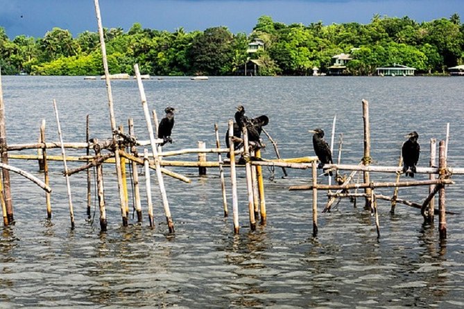 Bentota River Boat Safari With Private Boat Beruwala/Bentota/Kosgoda/Ahungalla - Private Tour Experience