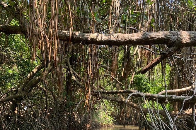 Bentota River Mangrove Forest Boat Trip (Private Tour)  - Kalutara - Meeting Point and End Point