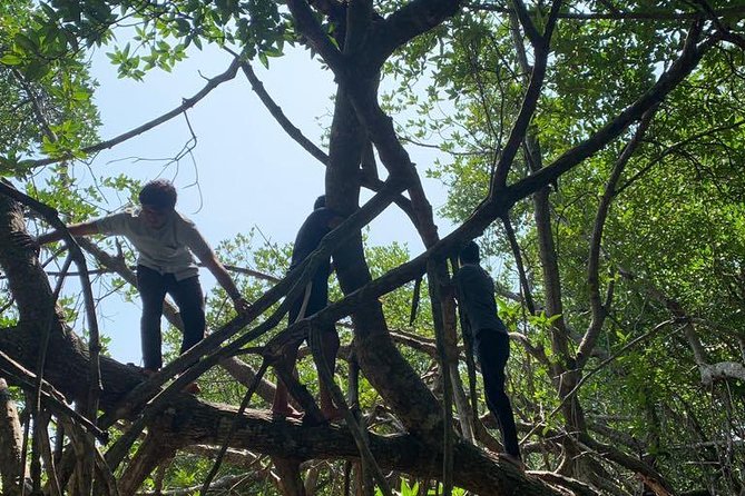 Bentota River Mangrove Forest Boat Trip (Private Tour)  - Kalutara - Reviews and Pricing