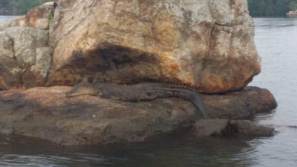 Bentota River Safari - Starting Point and Directions