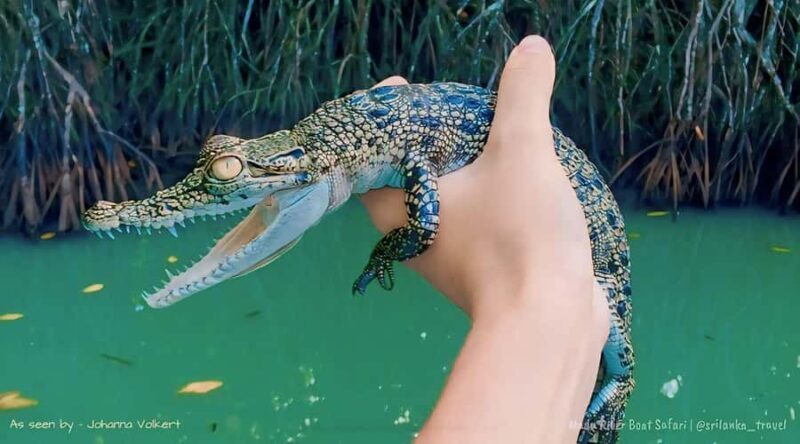 Bentota River Safari -Ahungalla/Bentota/Aluthgama/Kosgoda - An In-Depth Look at the Bentota River Safari Experience