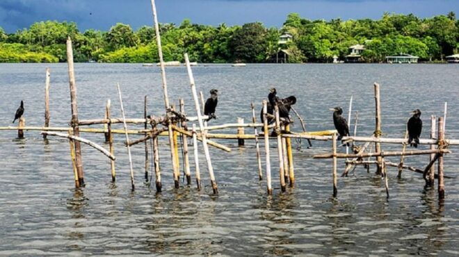 Bentota River Safari -Ahungalla/Bentota/Aluthgama/Kosgoda - Inclusions