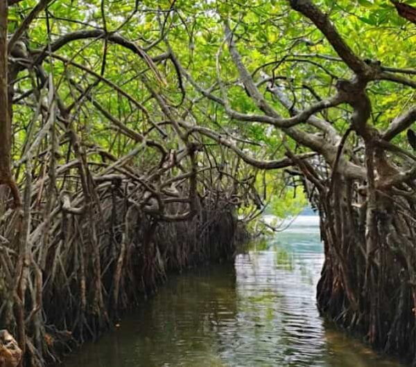 Bentota River Safari -Ahungalla/Bentota/Aluthgama/Kosgoda - Wildlife Encounter Highlights