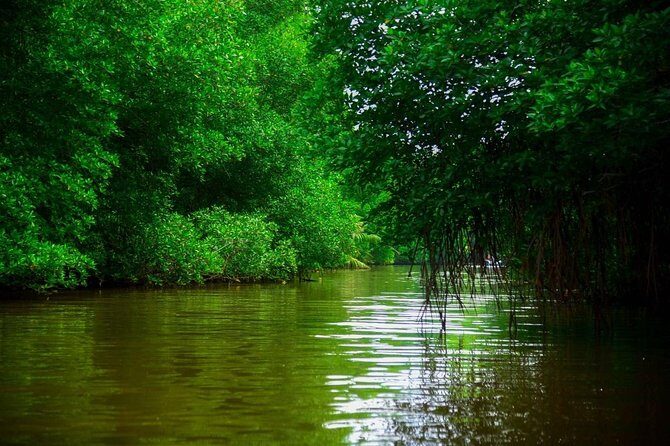 Bentota River Safari By BTM (Mangrove & Wildlife Encounter) - The Itinerary Breakdown