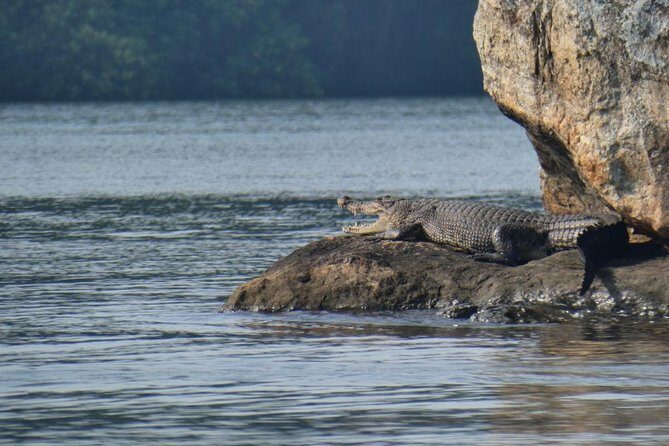 Bentota River Safari By BTM (Mangrove & Wildlife Encounter) - The Experience of the Guides