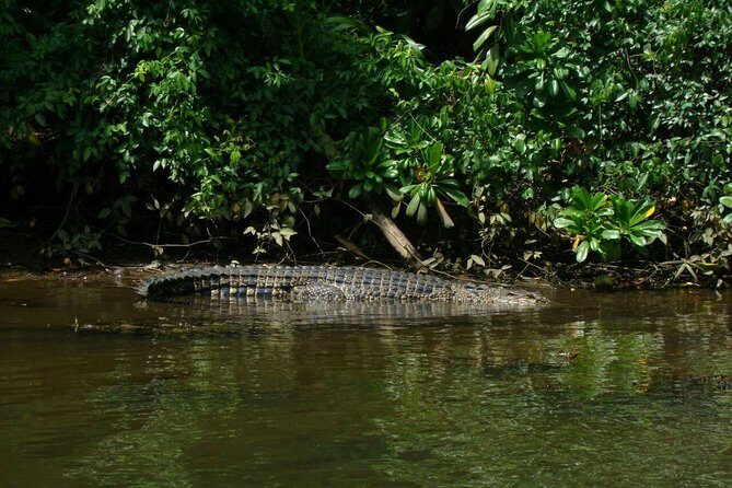Bentota River Safari By BTM (Mangrove & Wildlife Encounter) - Good To Know