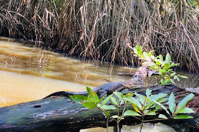Bentota River Safari: Crocodiles, Monkeys, Birds, Mangrove Forest - FAQ