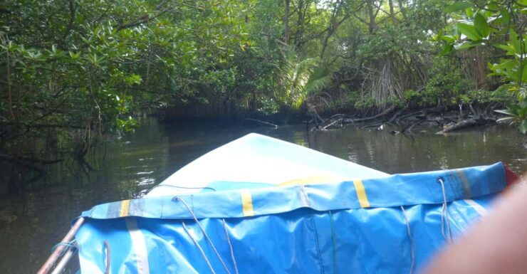 Bentota River Safari, Crocodiles, Monkeys, Mangrove & More - Good To Know