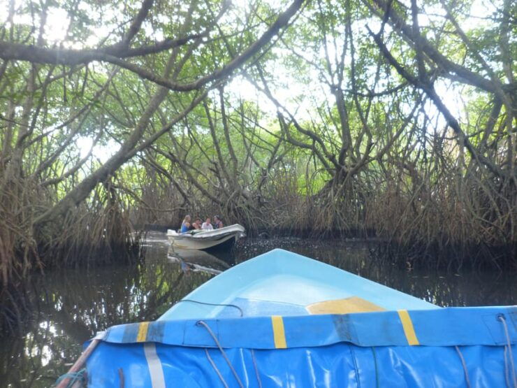 Bentota River Safari, Crocodiles, Monkeys, Mangrove & More - Itinerary Highlights