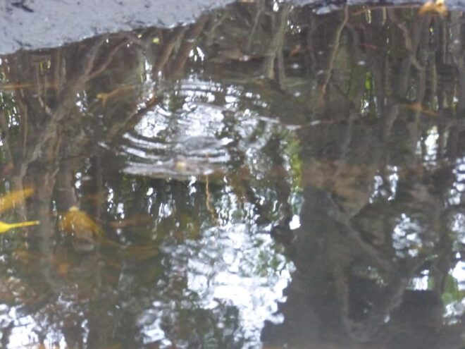 Bentota River Safari, Crocodiles, Monkeys, Mangrove & More - Wildlife Encounters