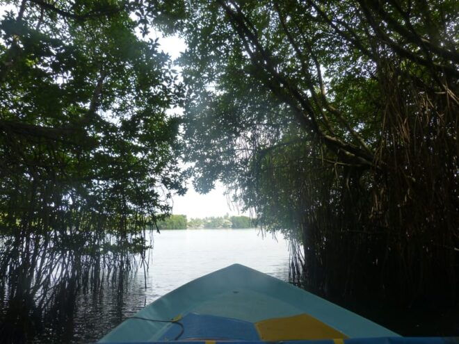 Bentota River Safari, Crocodiles, Monkeys, Mangrove & More - Guided Tour Experience