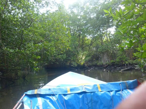 Bentota River Safari, Crocodiles, Monkeys, Mangrove & More - Pricing and Duration