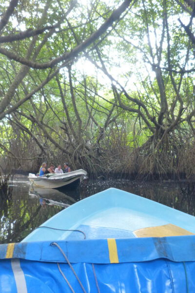 Bentota River Safari, Crocodiles, Monkeys, Mangrove & More - Tips for a Great Experience