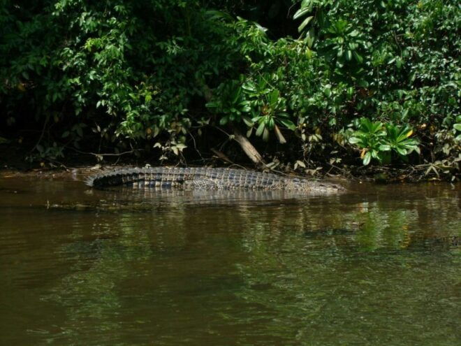 Bentota River Safari (Lagoon Boat Safari) - Customer Review