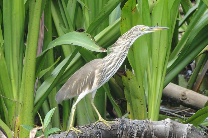 Bentota River Safari - Boat Safari Tour Details