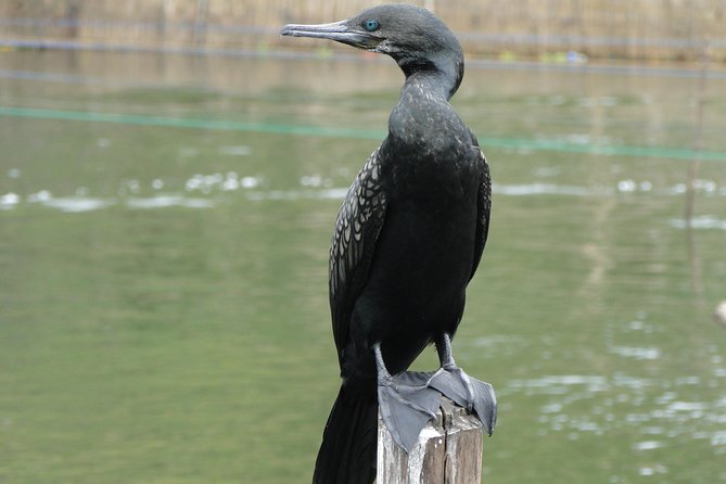 Bentota River Safari - Pricing and Availability Information