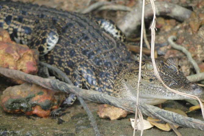 Bentota River Safari - How to Book the Bentota River Safari
