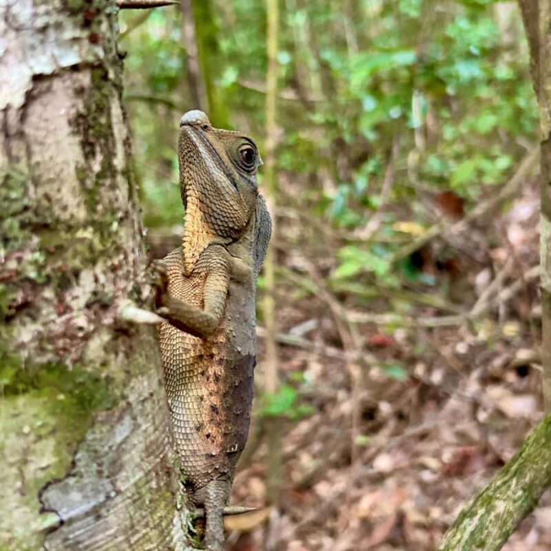 Bentota River Safari with Bazaar from ahungalla - What to Expect from the Bentota River Safari