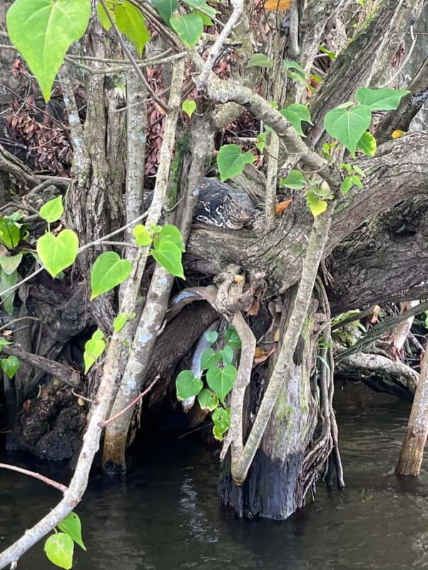 Bentota River Safari with Bazaar from ahungalla - The Practical Side: What You Need to Know