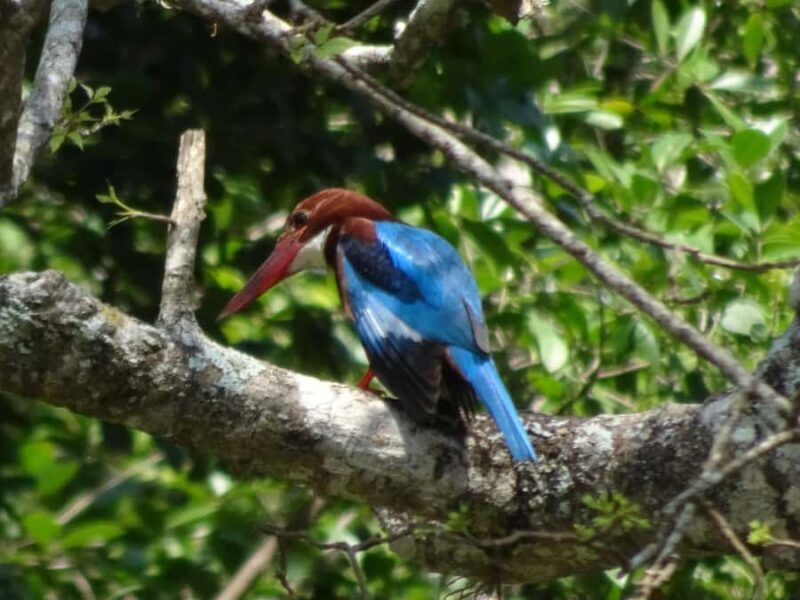 Bentota River Safari with Transfer and Guide - What Is the Bentota River Safari?