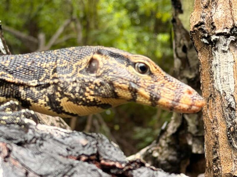 Bentota River Safari with Transfer and Guide - Good To Know
