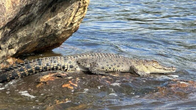 Bentota River Safari with Transfer and Guide - Real Experiences and Insights from Travelers