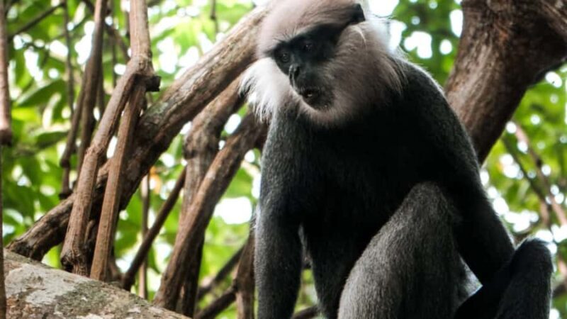 Bentota River Safari with Transfer and Guide - FAQ