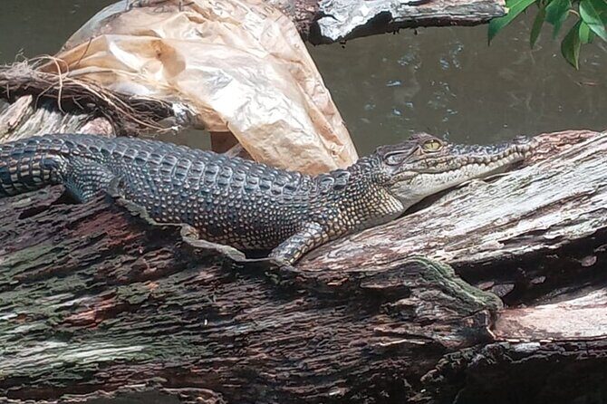 Bentota River Wildlife Boat Safari - What to Expect from the Bentota River Wildlife Boat Safari