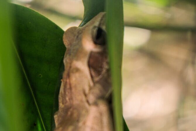 Bentota River Wildlife Boat Safari - Who Would Enjoy This Tour?