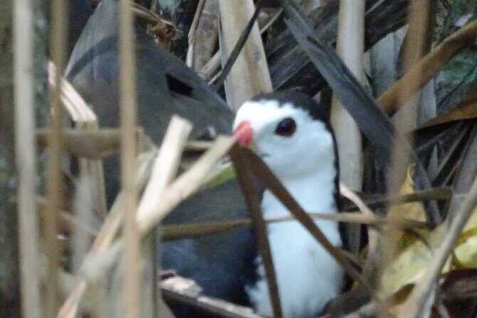 Bentota River Wildlife Boat Safari - The Sum Up