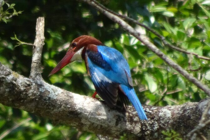 Bentota River Wildlife Boat Safari - FAQ