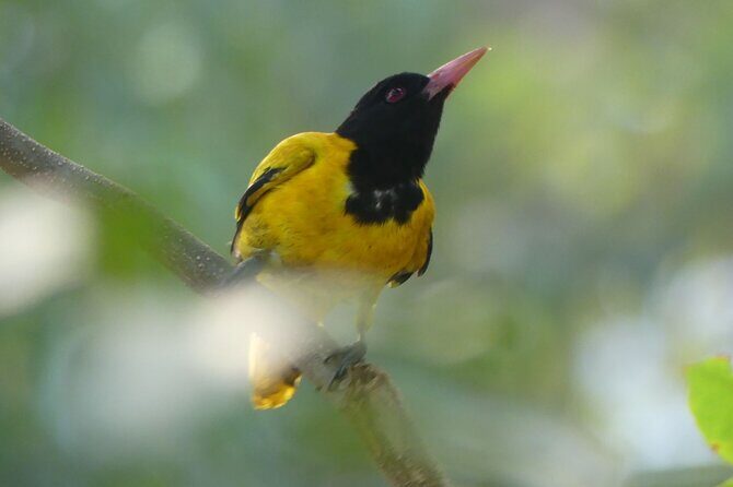 Bentota River Wildlife Boat Safari - Who Will Love the Bentota River Wildlife Safari?