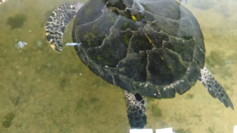 Bentota River,Turtels,Wood Carving & Temple tour By Tuk Tuk - Visit to Kande Vihara: A Cultural and Architectural Gem