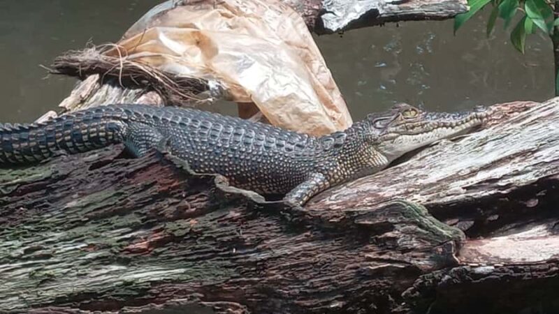 Bentota River,Turtels,Wood Carving & Temple tour By Tuk Tuk - Practical Details and Experience