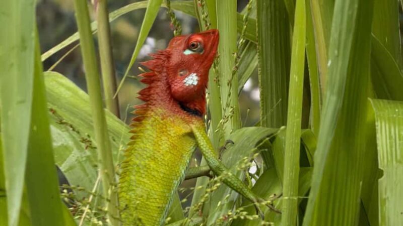 Bentota River,Turtels,Wood Carving & Temple tour By Tuk Tuk - Deep Dive into the Itinerary