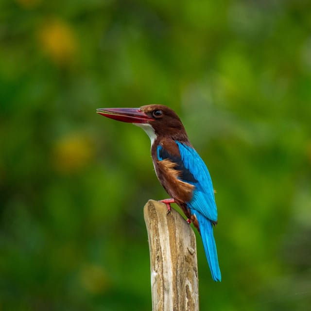 Bentota: Swampboat Ride Through Mangrove Forest - Location Details