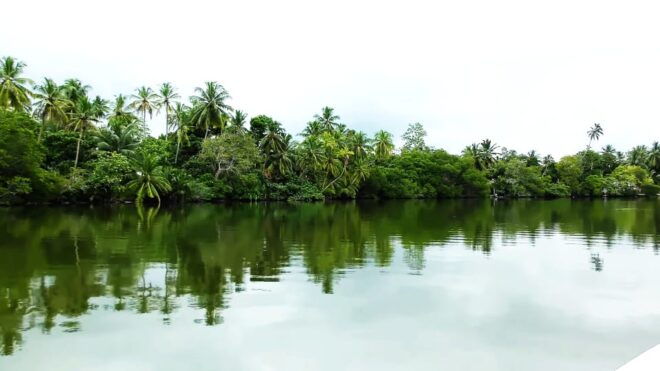 Bentota: Swampboat Ride Through Mangrove Forest - Important Information