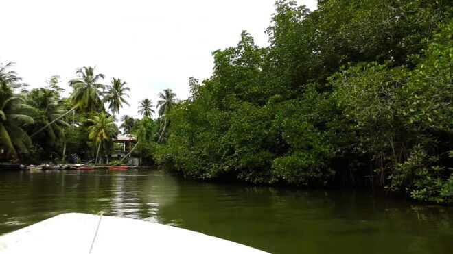 Bentota: Swampboat Ride Through Mangrove Forest - Wildlife Viewing Opportunities