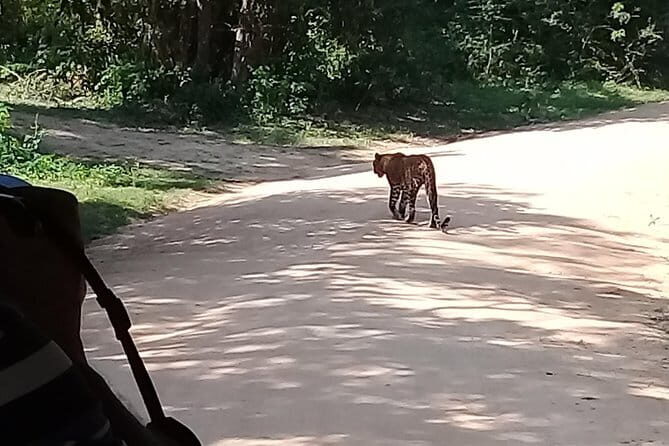 Bentota Tuk Tuk Safari - Overview of the Bentota Tuk Tuk Safari