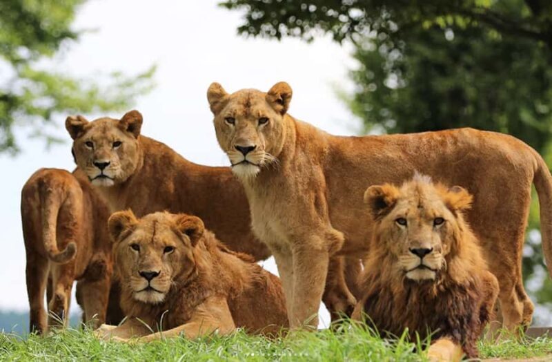 Beppu: Drive-in Kyushu Safari & Yufuin, Umi Jigoku Day Tour - The Sum Up