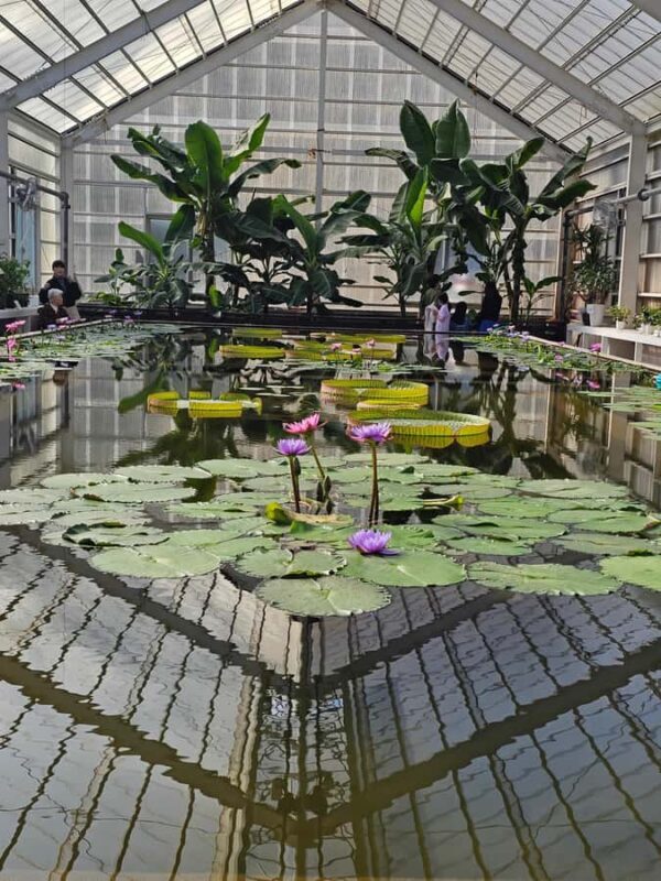 Beppu: Express Hells TourTop 3 Jigoku Highlights - Oniishibozu Jigoku: The Mud Volcanoes