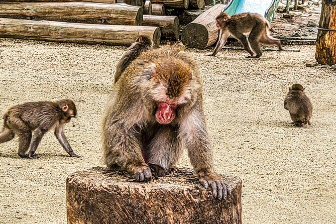 Beppu Guided Private City Tour with Transport - Why Travelers Love This Tour