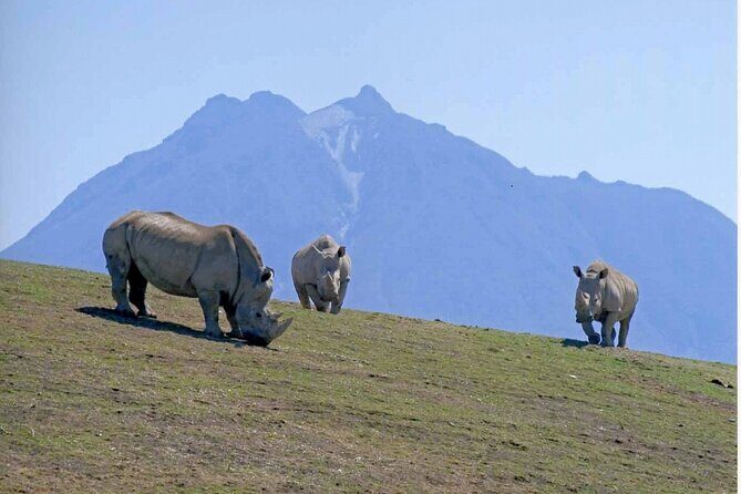 Beppus Best: African Safari and Beppu Hells Private Tour - Good To Know